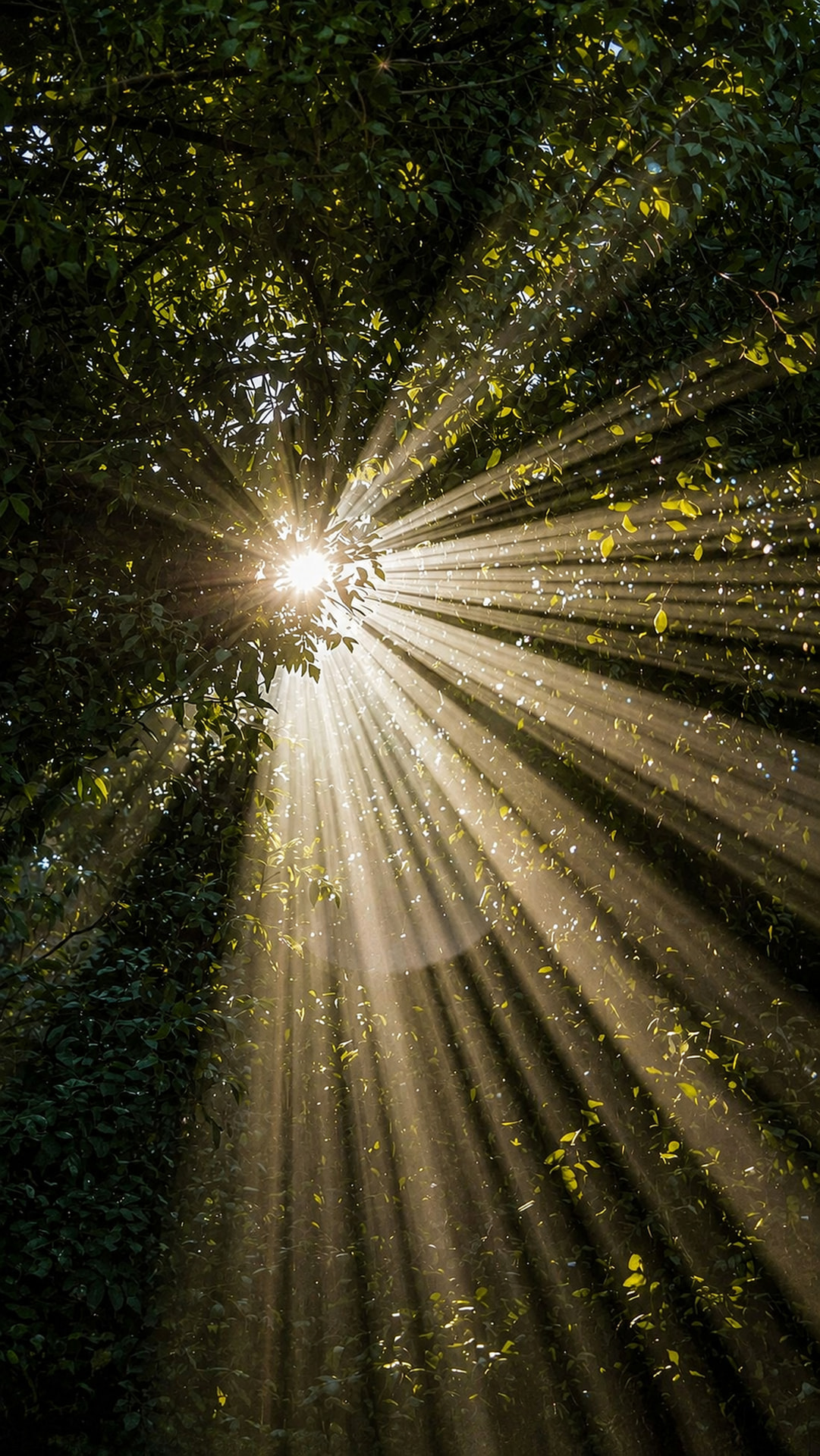 Golden sunbeams shining through dense green tree canopy
